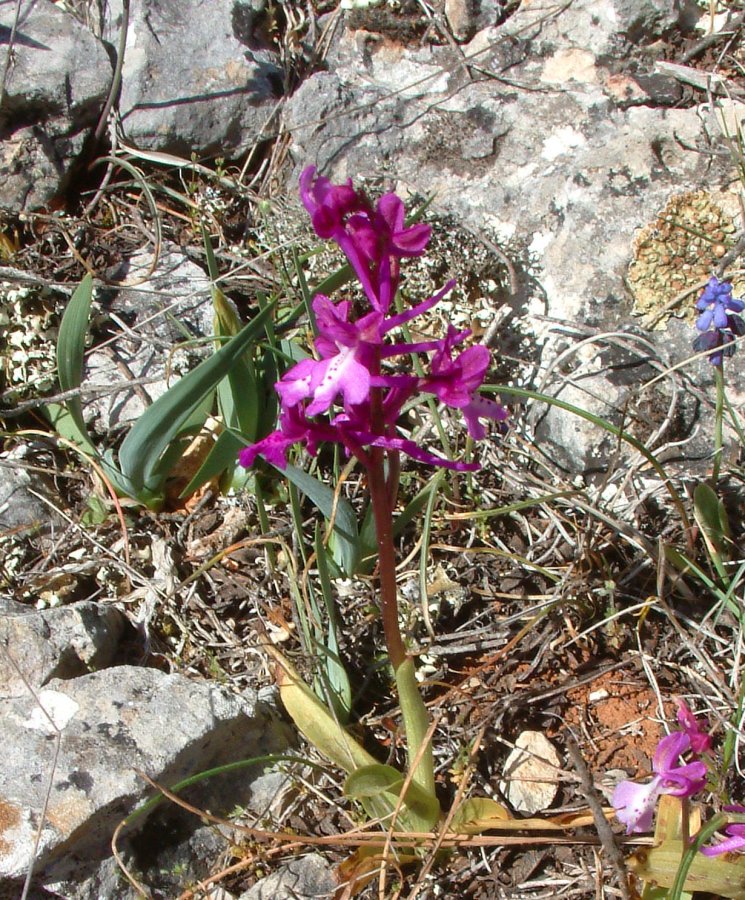 Orchidee di Marzo - Dalla Grecia con passione